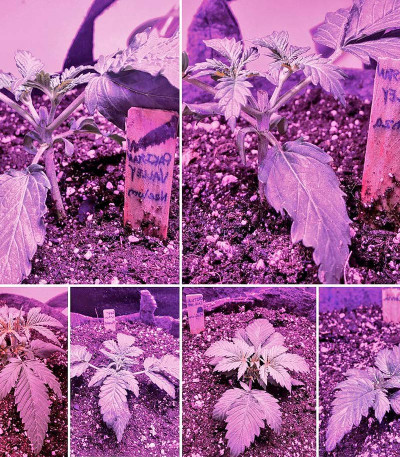 Семена сорта Pakistan Valley fem (World of Seeds)