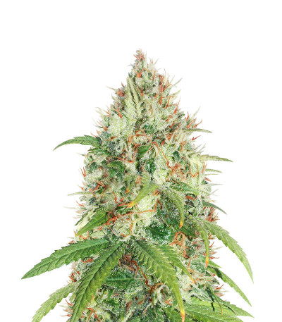 Микс семян конопли Dessert Mix fem (Herbies Seeds)