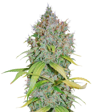 Семена сорта Super Lemon Haze x GMO fem от Green House Seeds