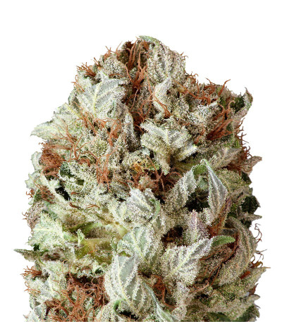 Семена сорта Extreme Impact Auto fem (Heavyweight Seeds)