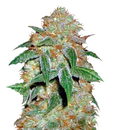 Семена сорта Dark Domina fem (Bulk Seed Bank)