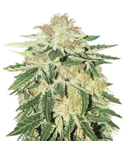 Семена сорта Kripple Roulette fem (Dr. Krippling Seeds)