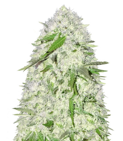Семена сорта Sweet Harlem Diesel reg (Sumo Seeds)