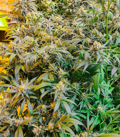 Семена сорта Choco Thai Auto fem (Herbies Seeds)