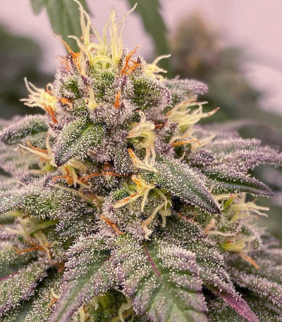 Семена сорта Descojack fem (Delicious Seeds)