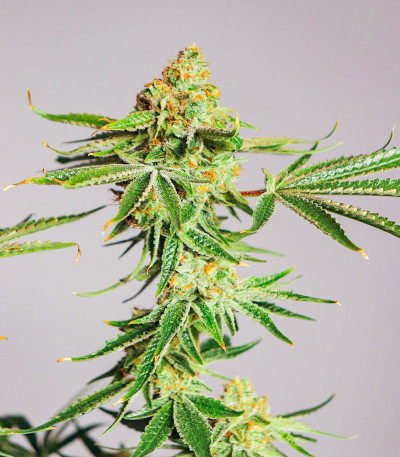 Семена сорта Gelato #33 fem (Advanced Seeds)