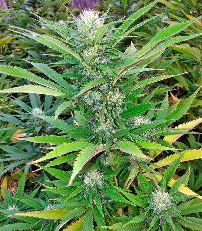 Семена сорта Green Crack fem (Humboldt Seed Organization)