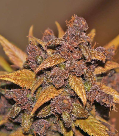 Семена сорта LSD-25 Auto fem