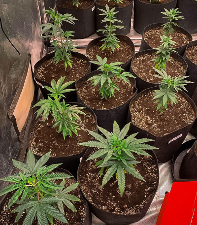 Семена сорта Orange Kush Cake R1 fem (Ethos Genetics)