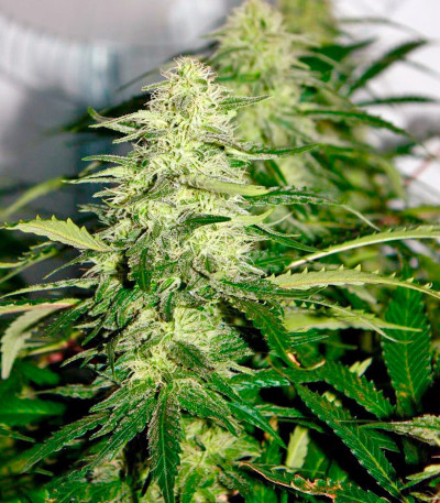 Семена сорта Kryptonite fem (Pyramid Seeds)