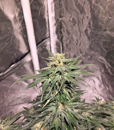 Семена сорта AK 48 fem (Nirvana Seeds)