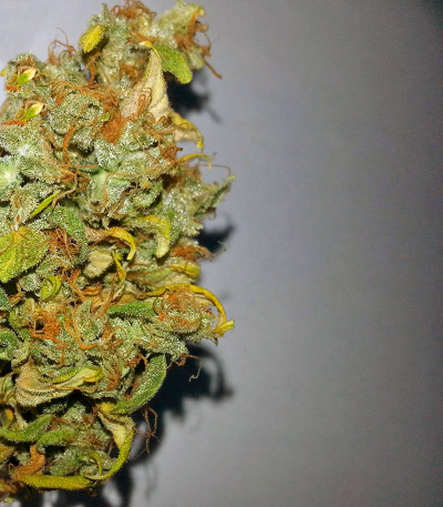 Семена сорта Auto Lennon fem (Pyramid Seeds)