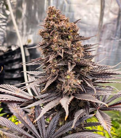 Семена сорта Black Lebanon fem (Dutch Passion)