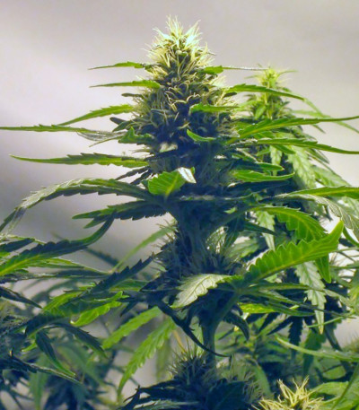 Семена сорта Grape Ape fem (Barney's Farm)