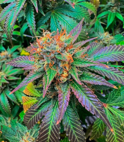 Семена сорта Orange Creampop fem (Humboldt Seed Company)