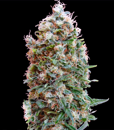 Семена конопли Phatt Fruity 