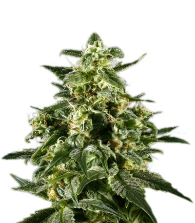 Семена сорта Himalaya Gold fem (Green House Seeds)