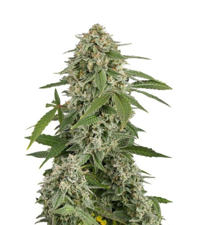 Семена сорта White Widow Automatic fem (Dinafem Seeds)