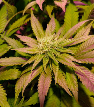 Семена сорта Blue Pyramid fem (Pyramid Seeds)