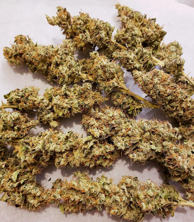 Семена сорта Gorilla Girl fem (Sweet Seeds)