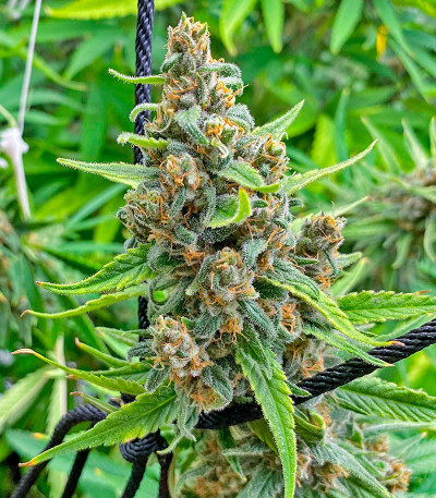 Семена сорта Grandmommy Purple fem (Herbies Seeds)