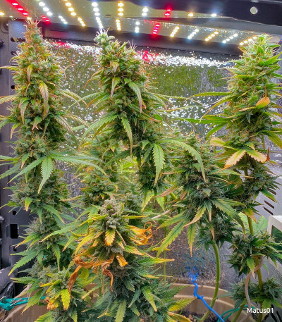 Семена сорта Crime Caramel Auto fem (Семяныч)