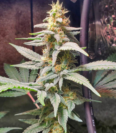 Семена сорта Monster Pebbles (Monster Genetics)