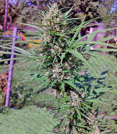 Семена сорта Passion #1 fem