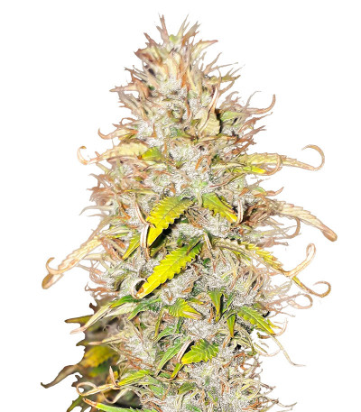 Сорт конопли Green Gelato Automatic fem (RQS)