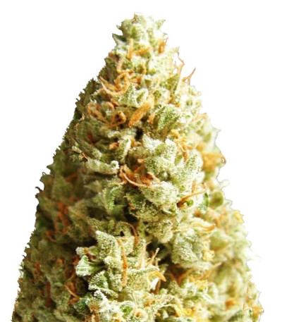 Семена сорта Amnesia Ganja Haze Auto fem (Sumo Seeds)