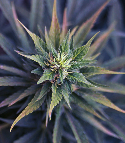 Семена сорта Ultra Skunk fem (Dutch Passion)