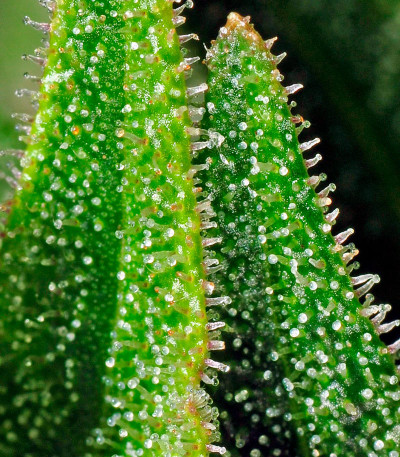 Семена сорта Afgooey fem (Strain Hunters)