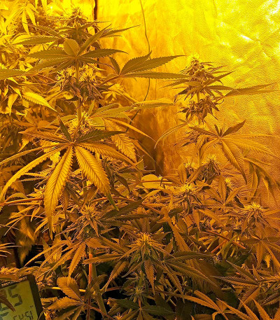 Семена сорта Chocolate Mint OG fem