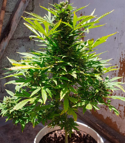 Семена сорта El Alquimista Auto fem (Samsara Seeds)