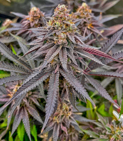 Семена сорта Insane OG Strain