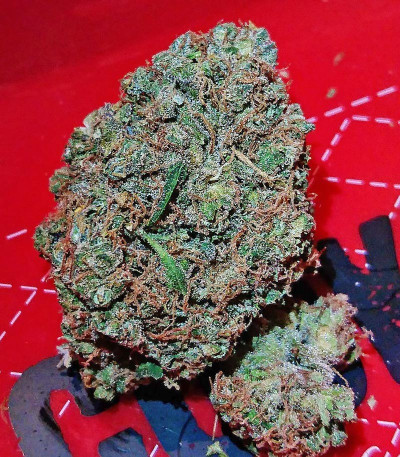 Семена сорта Kali & the Chocolate Factory fem (KFC Seeds)