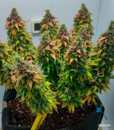 Семена сорта Dos-Vi-Dos Auto fem (Семяныч)