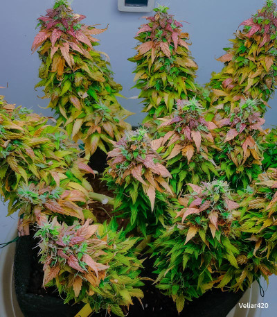 Семена сорта Dos-Vi-Dos Auto fem (Семяныч)