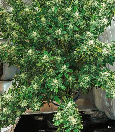 Семена сорта T-34 fem (Семяныч)