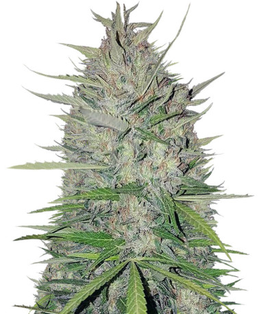 Семена сорта White Widow Original fem (Sumo Seeds)