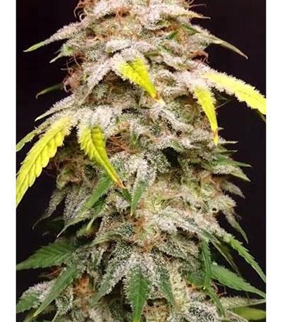 Семена сорта Original Auto Sour Diesel fem (FastBuds)