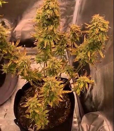 Семена сорта Tangerine Dream Auto fem (Barney's Farm)