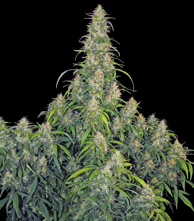 Семена сорта CBD-Chronic fem (Serious Seeds)