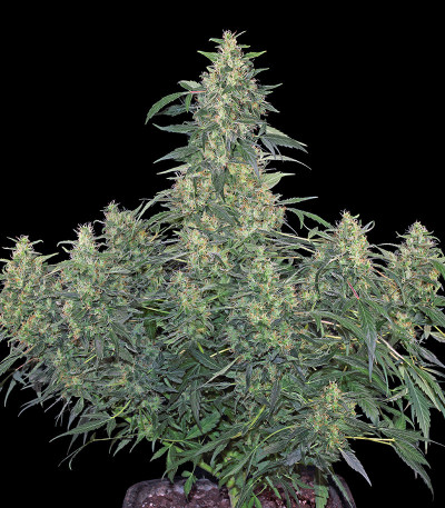 Семена сорта CBD-Chronic fem (Serious Seeds)