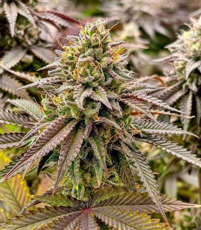 Семена сорта Insane OG Strain