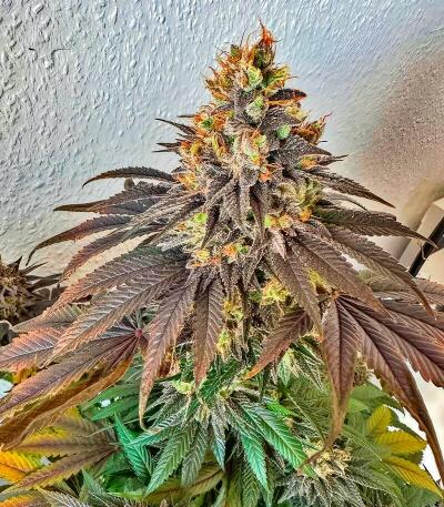 Семена сорта Insane OG Strain