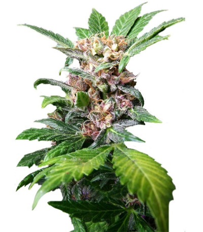 Семена сорта Purple Ryder auto reg (Joint Doctor)