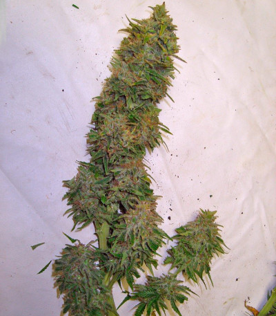 Семена сорта Afrodite fem