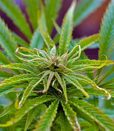 Семена сорта Kalichakra reg