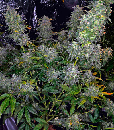 Семена конопли Moby Dick XXL Autoflowering fem